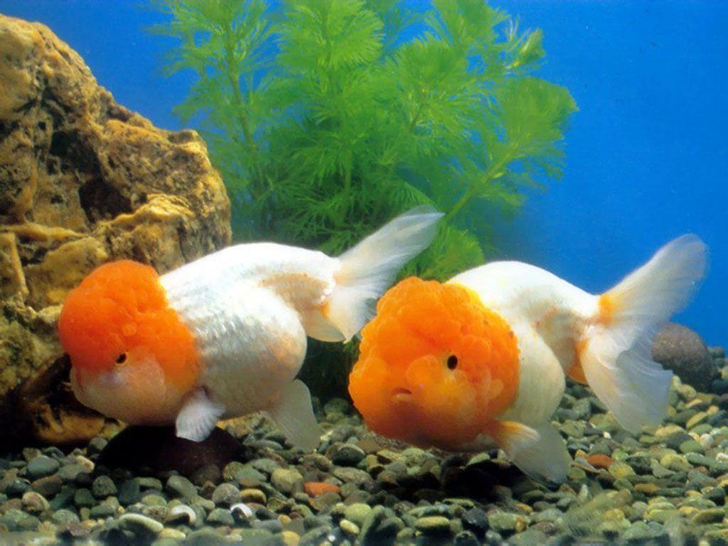 Cute Goldfish Wallpaper Image & Picture