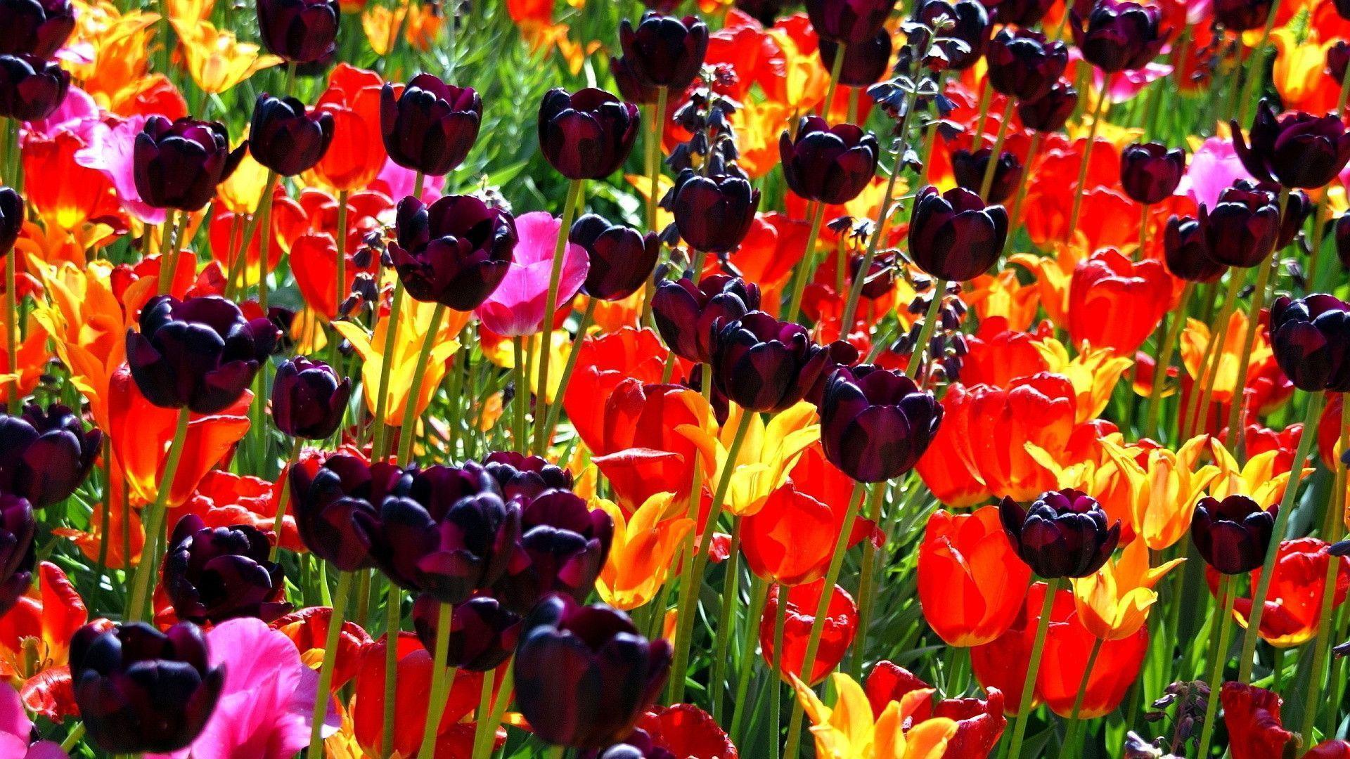 Wallpaper For > Colorful Flowers Wallpaper