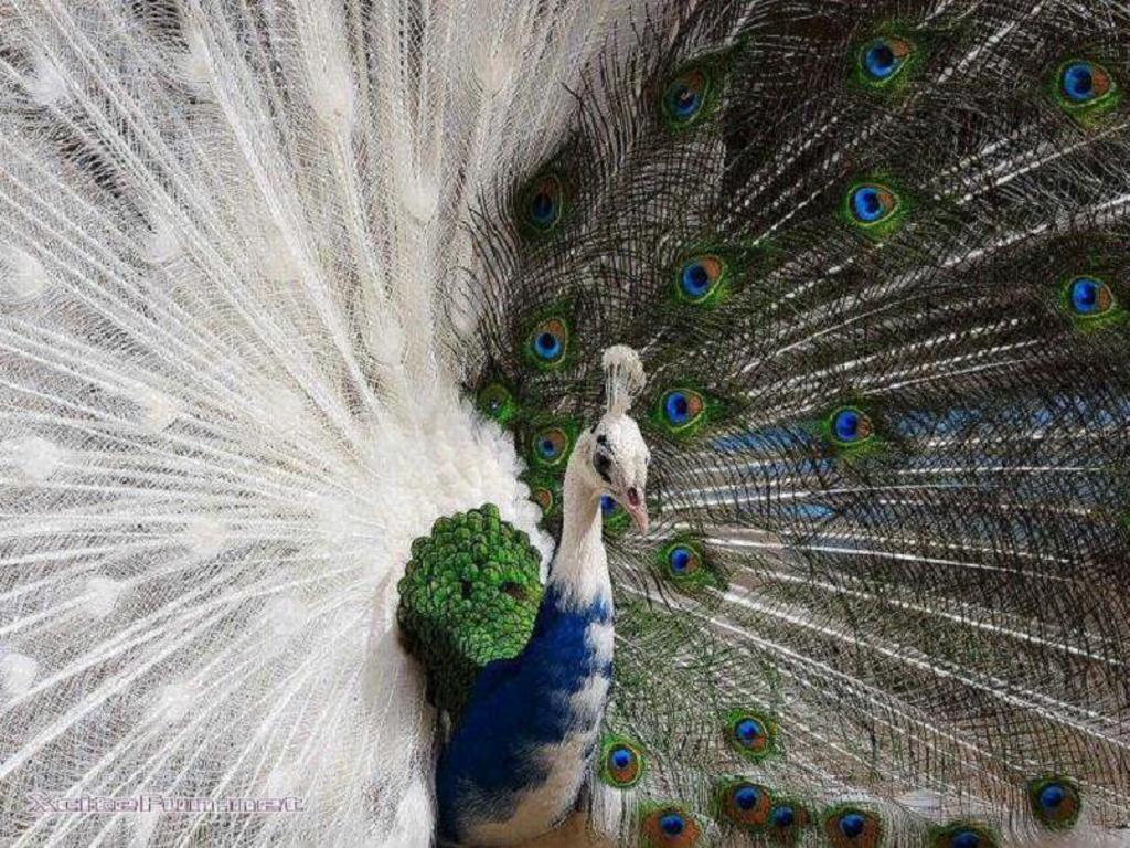 Wallpaper For > Wallpaper Of White Peacock