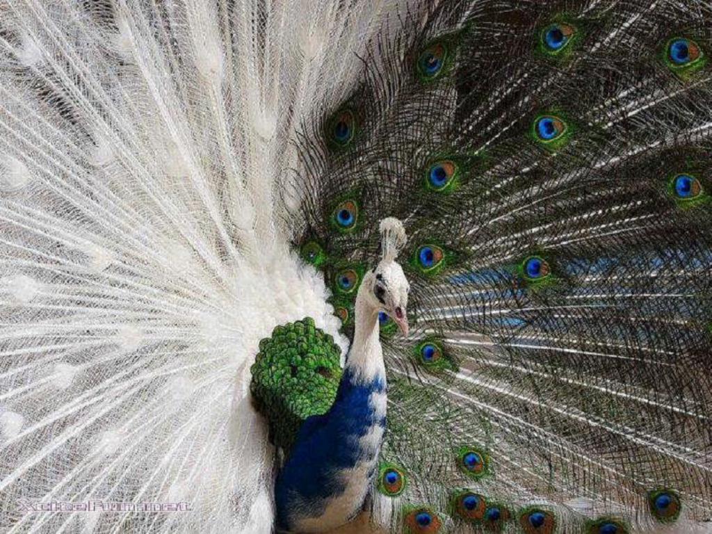 Wallpaper Of White Peacock