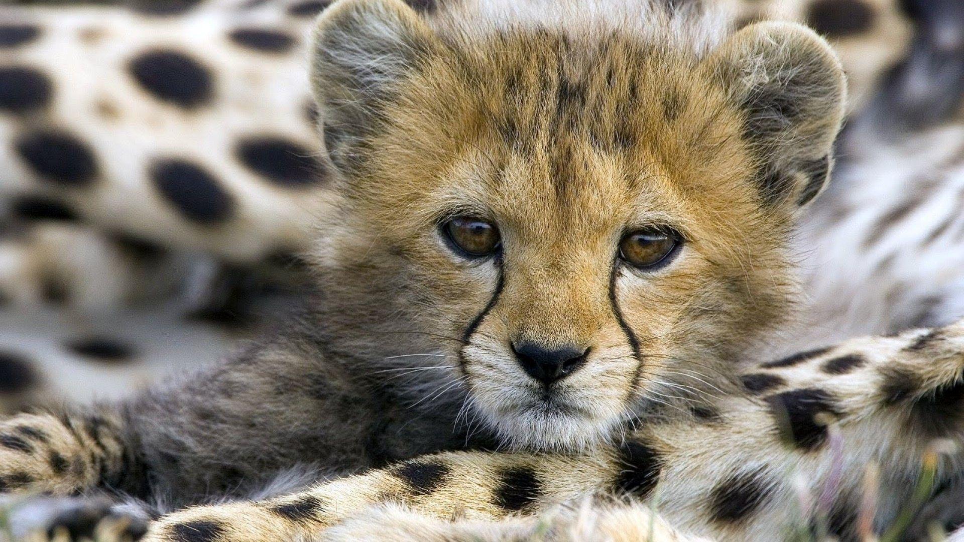 Cute Cheetah Baby Desktop Wallpaper. High Quality Wallpaper