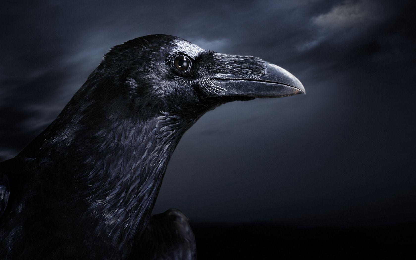 Night Black Crow Wallpaper wallpaper download