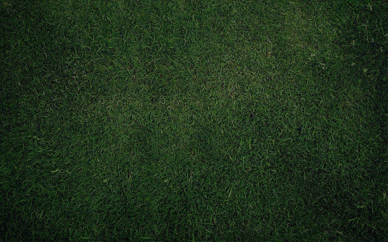Free Download 1280x800 green grass background desktop pc and mac