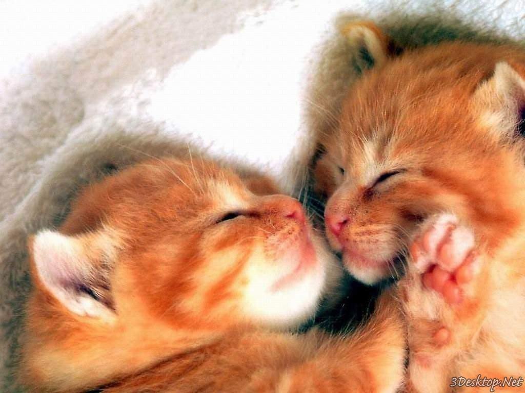 animals Wallpaper free animals Animals Sweet Baby Cats