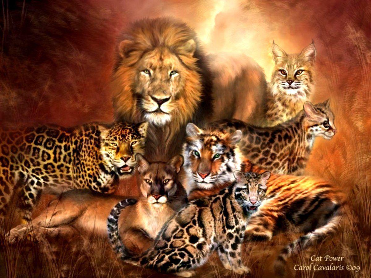 Wild Cats Wallpapers Wallpaper Cave