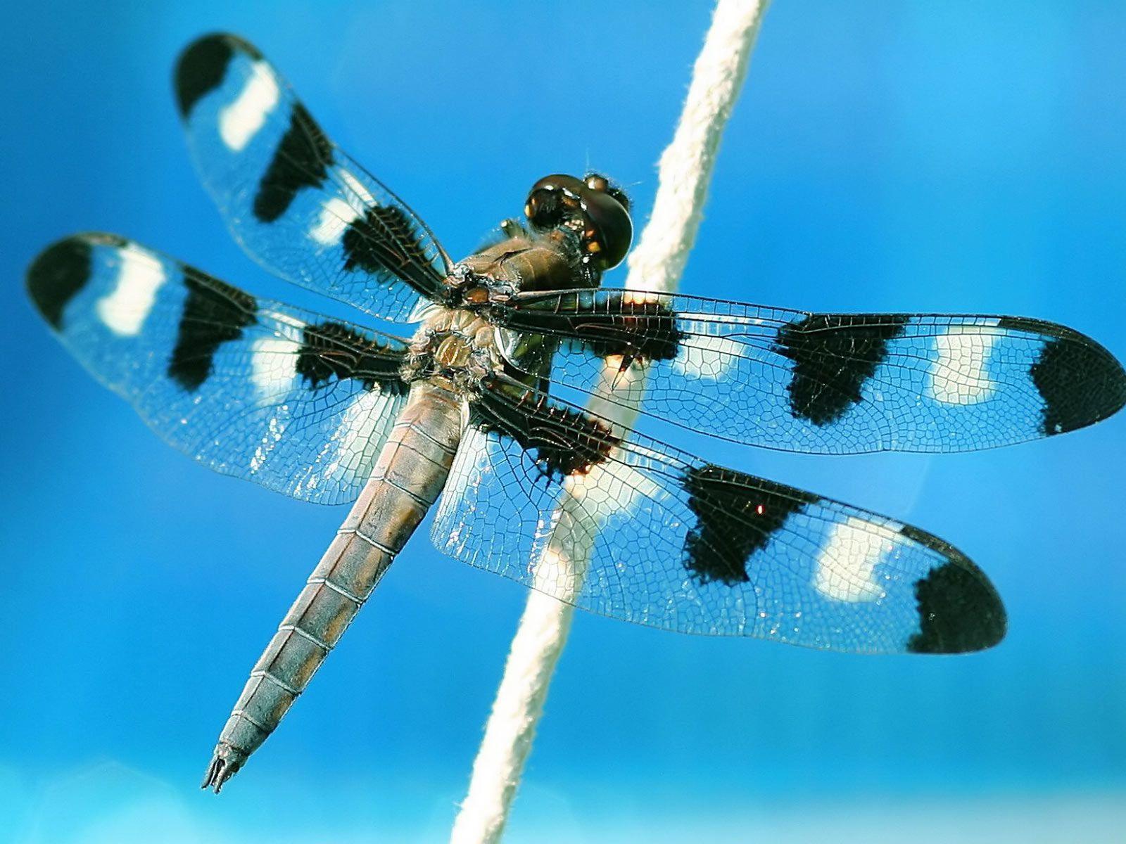 Dragonfly Backgrounds - Wallpaper Cave