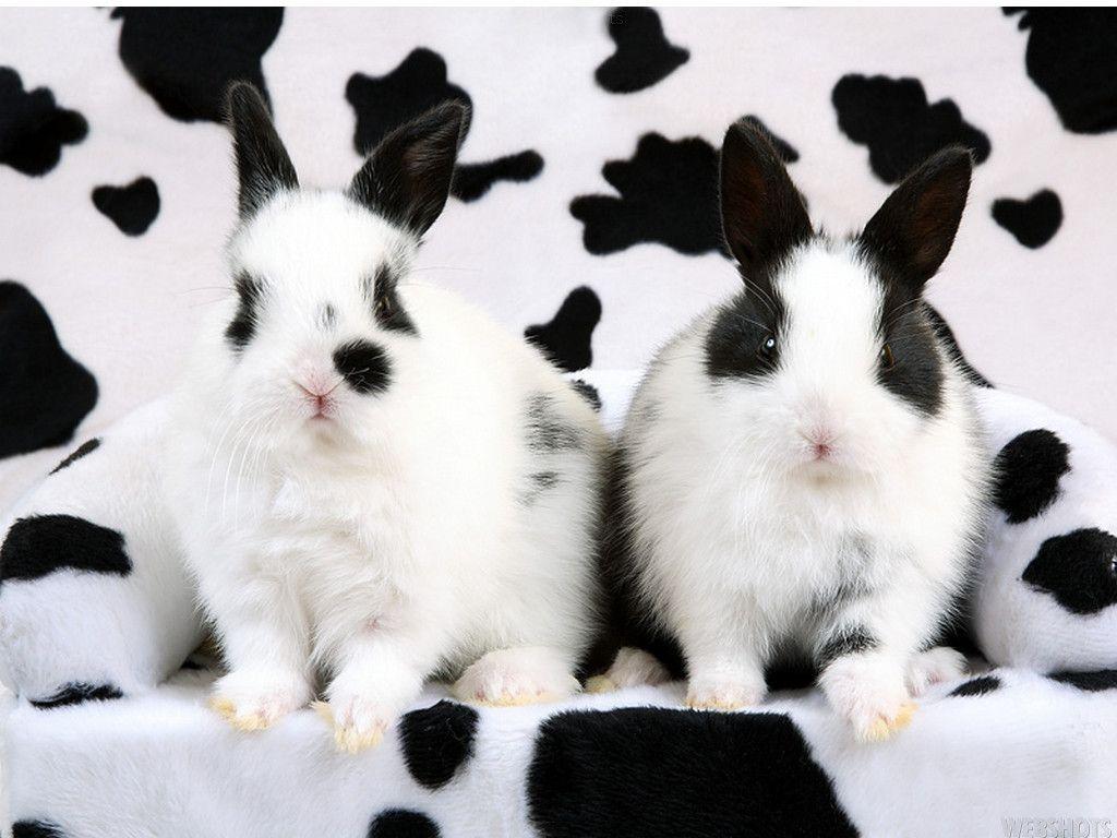 Bunny Wallpaper Rabbits Wallpaper