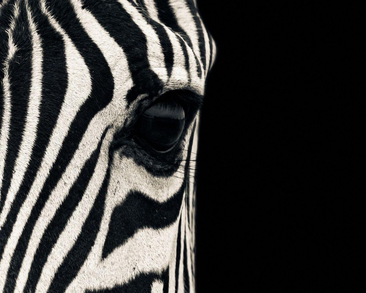 zebra backgrounds for desktop