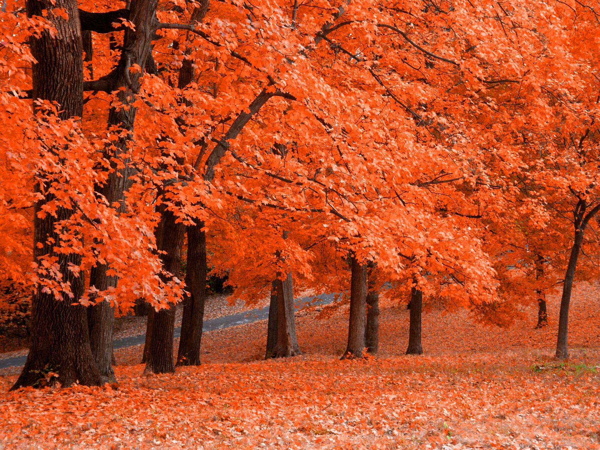Wallpaper For > Fall Trees Background For Computer