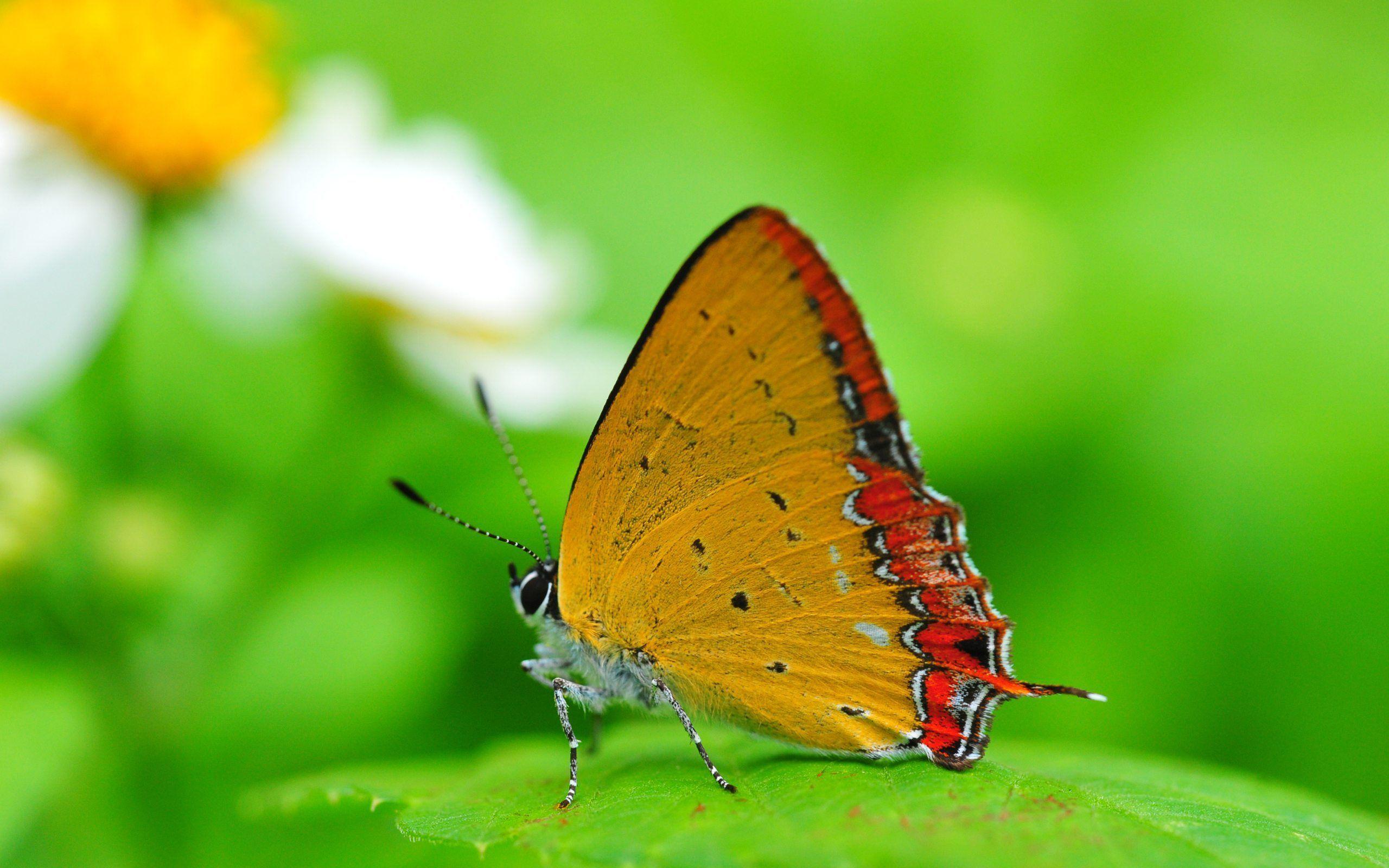 Best Nature HD Wallpaper Butterfly Colourful Download