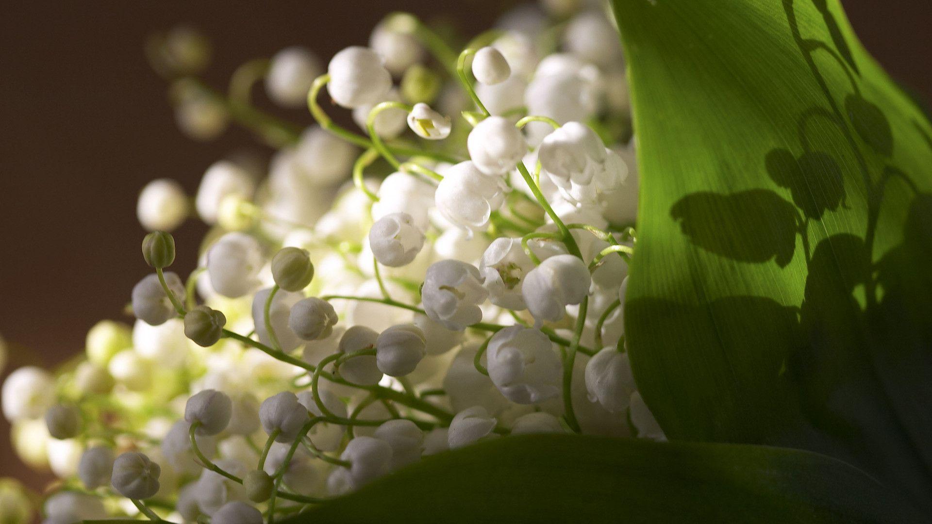 Full HD Lily Of The Valley Flower Wallpaper, Free Widescreen HD