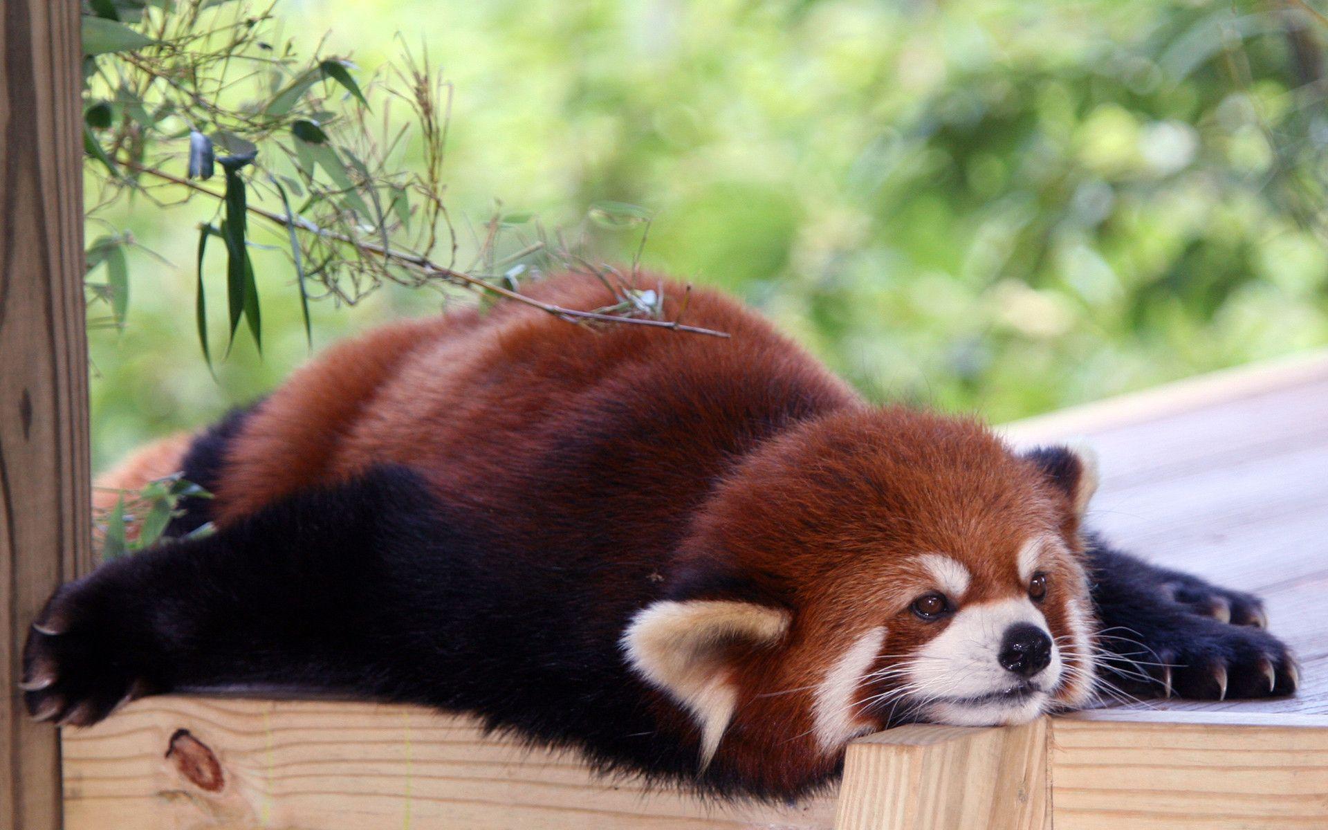 red panda cute