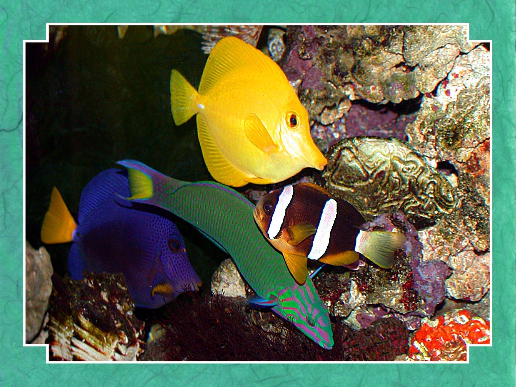 Tropical Fish Tanks: The Tranquility of Tropical Fish Tanks: An Oasis of Peace in Your Home thumbnail