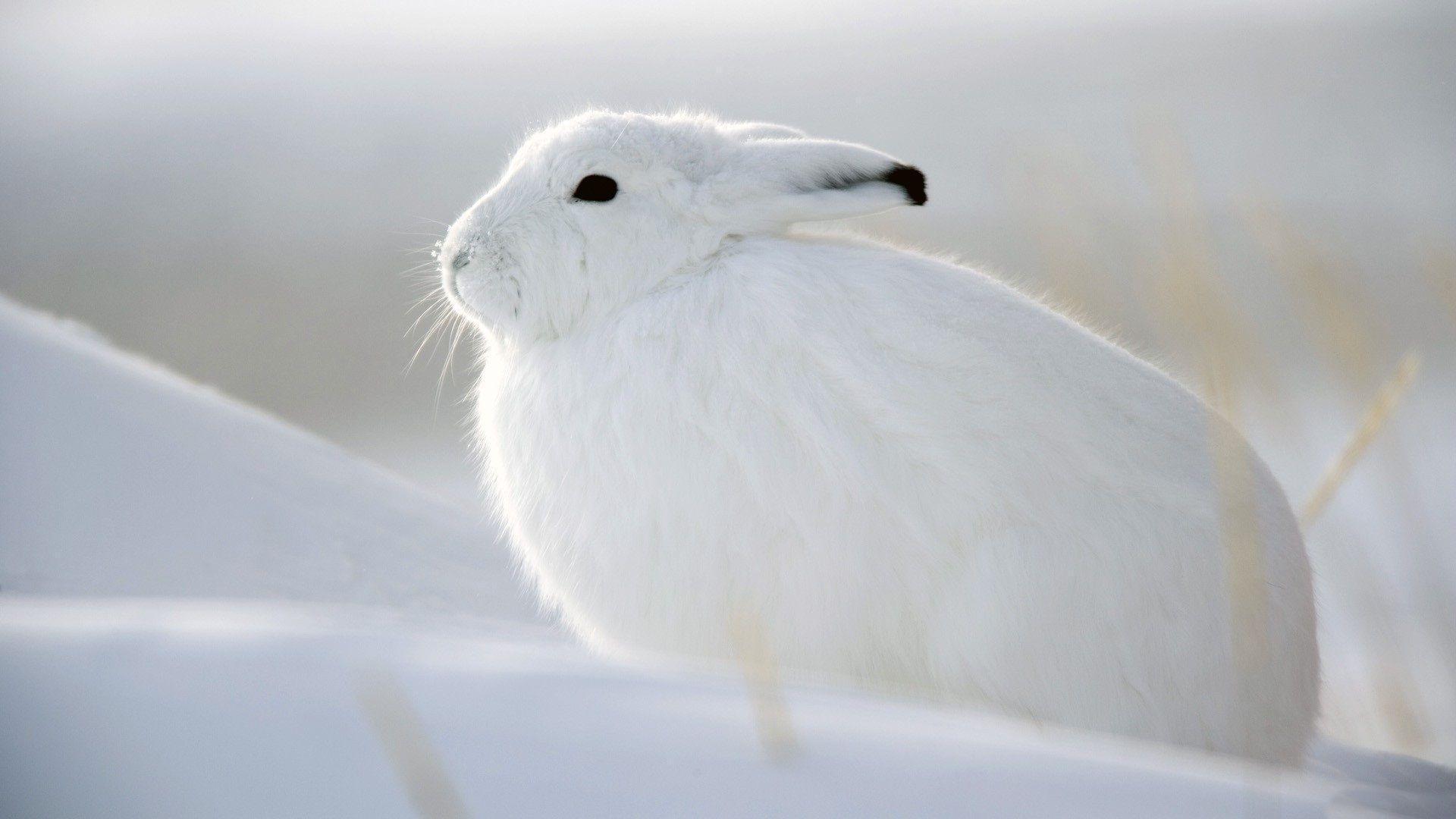 Animals For > White Rabbits Wallpaper