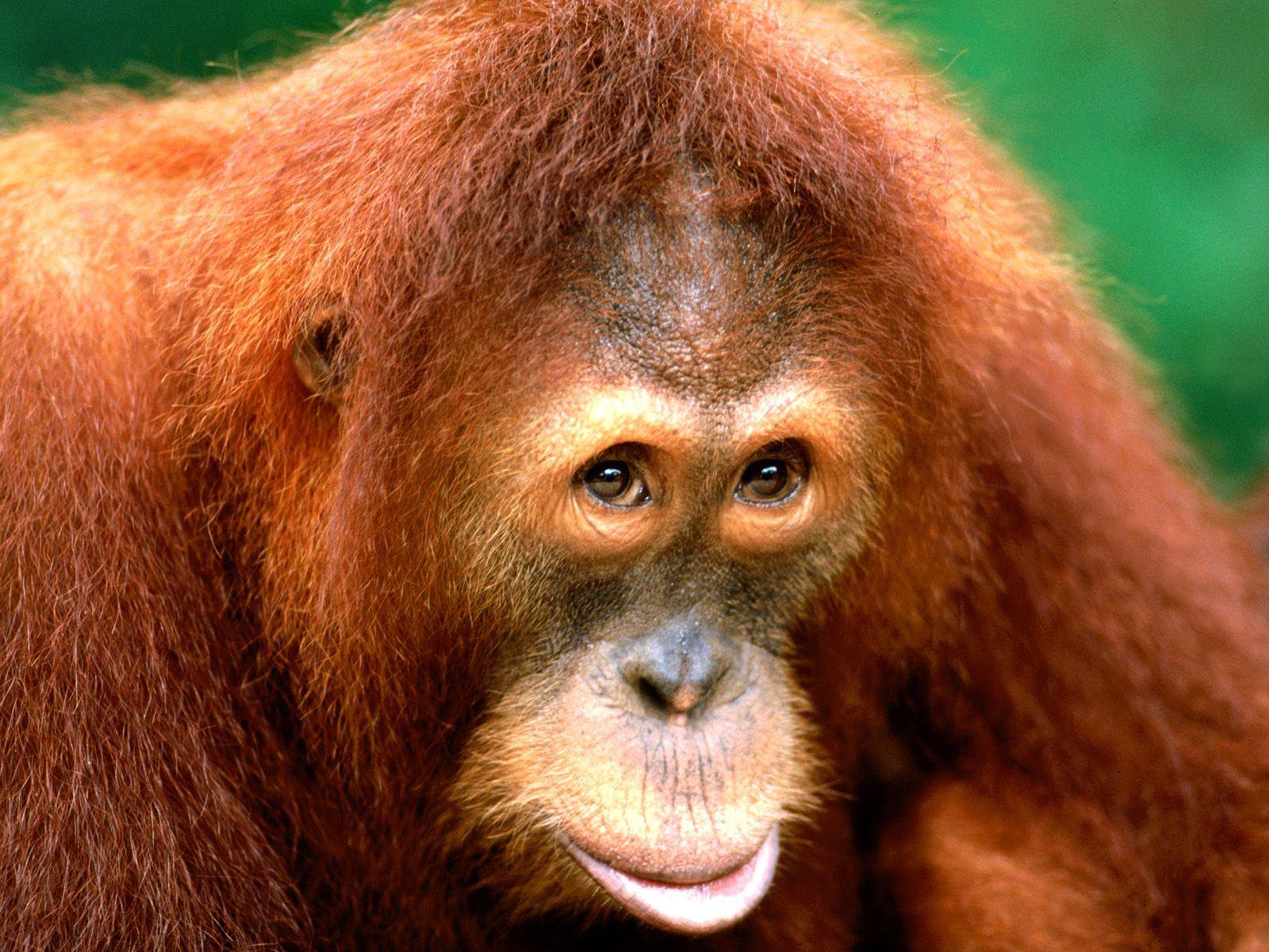 dont scold me anymore am scared orangutan picture