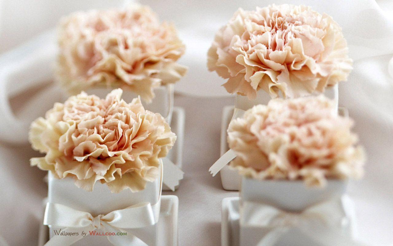 Carnations Picture Wallpaper 1280x800 NO.5 Desktop