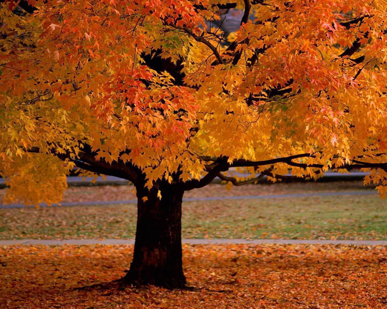 Desktop Wallpaper · Gallery · Nature · Autumn tree. Free