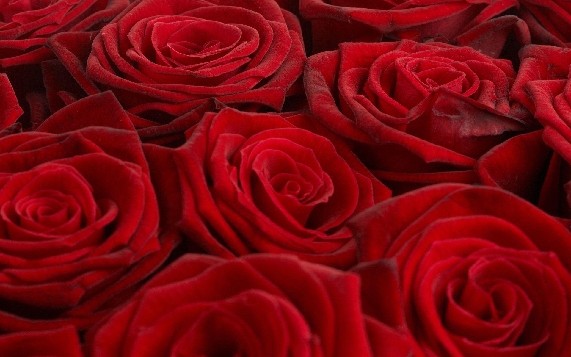 Red roses 1920x1200 Flower Wallpaper - #