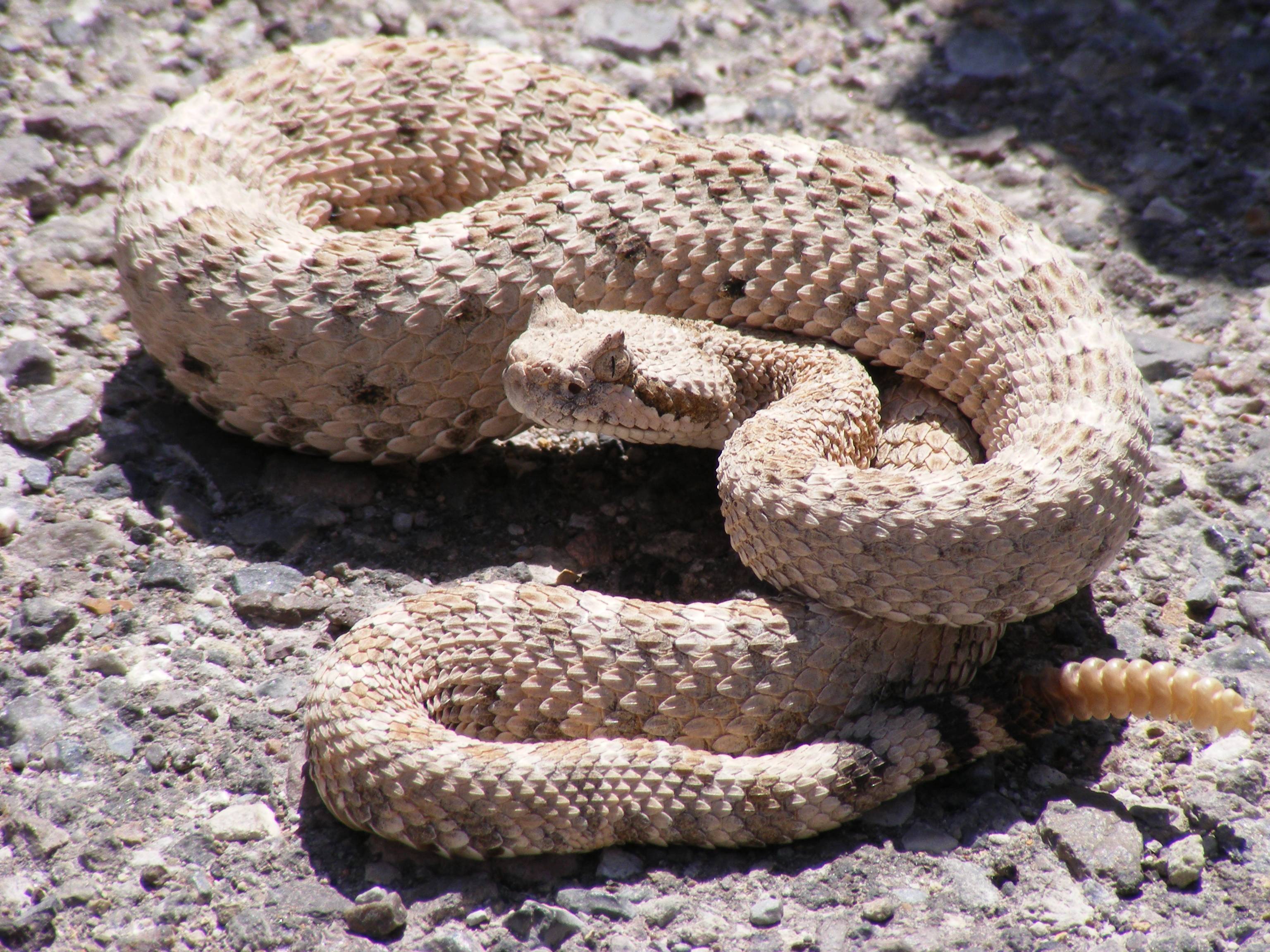 Snake reptile snakes predator rattlesnake g wallpaperx2592