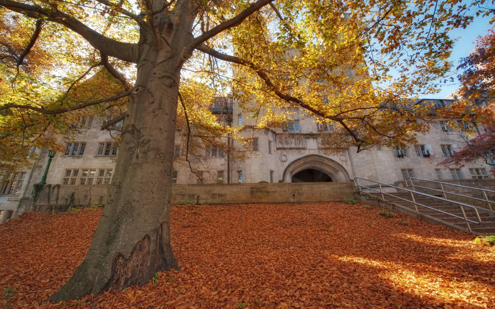 100+] Indiana University Bloomington Wallpapers | Wallpapers.com