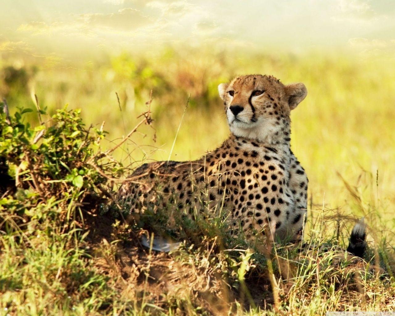 Cheetah Free Wallpaper For iPad. Cheetah, Wallpaper, Free