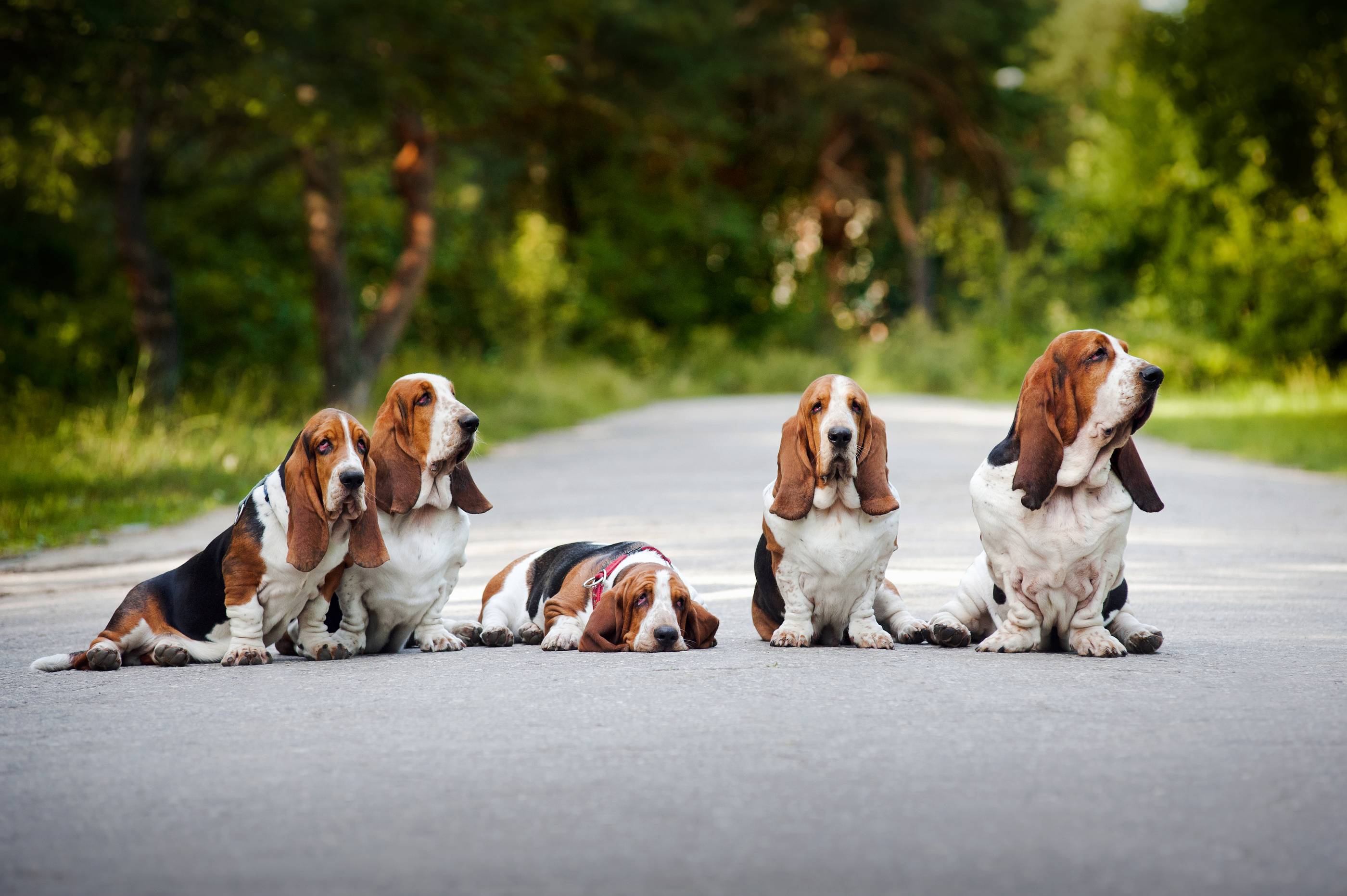 Family Basset Hound sitting on the road wallpaper and image