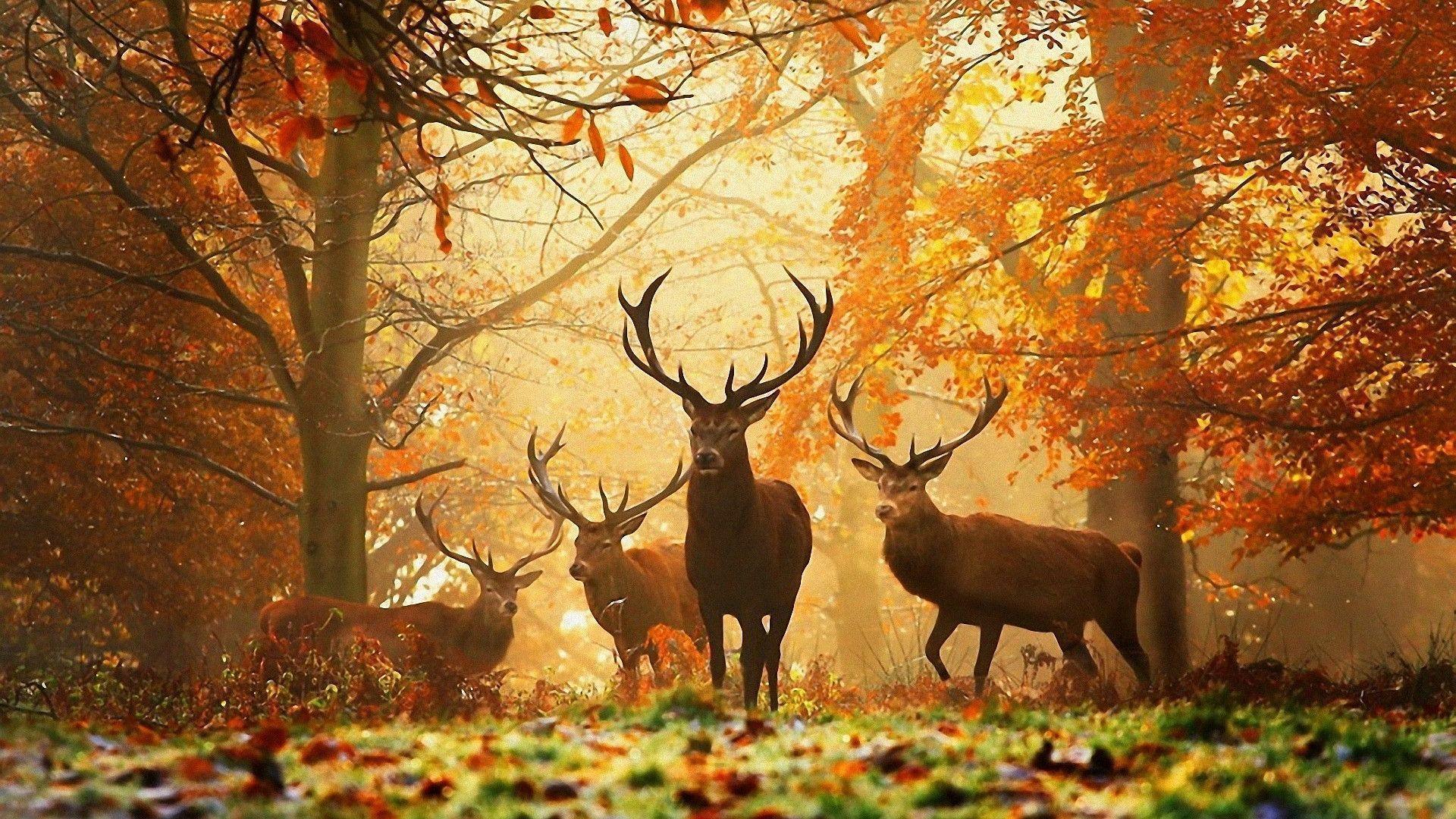 Deers Autumn Wallpaper
