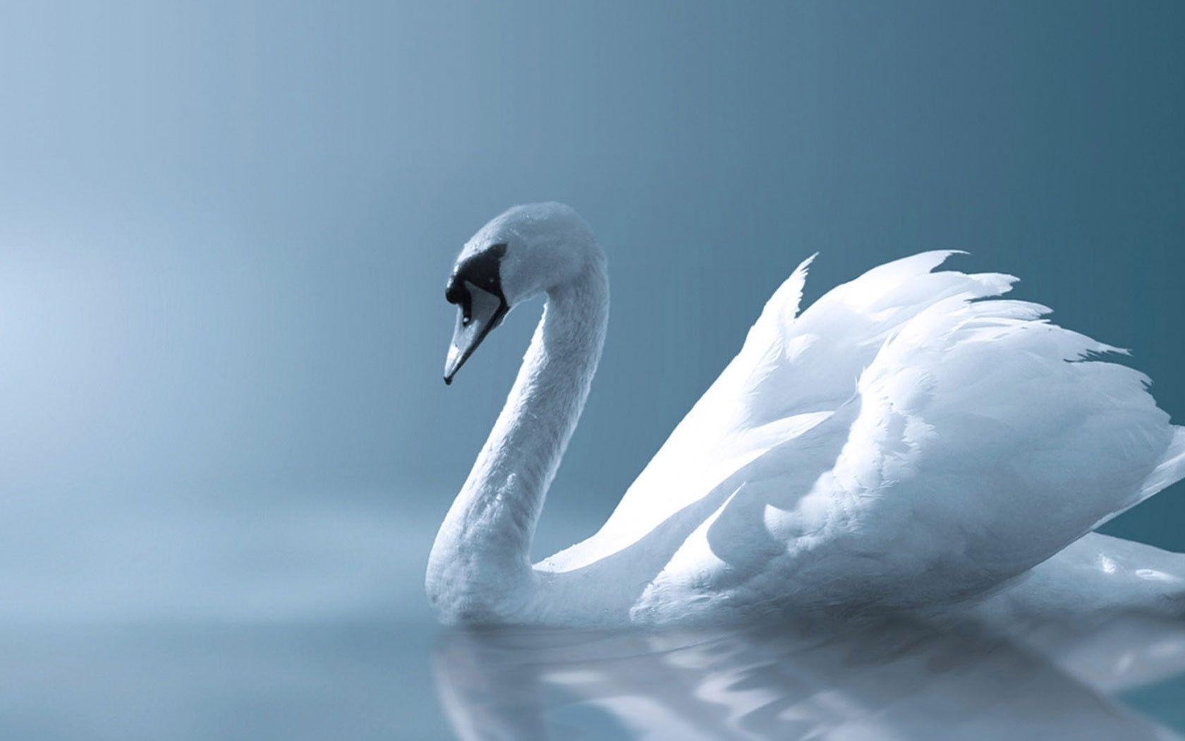 Swan desktop wallpaper