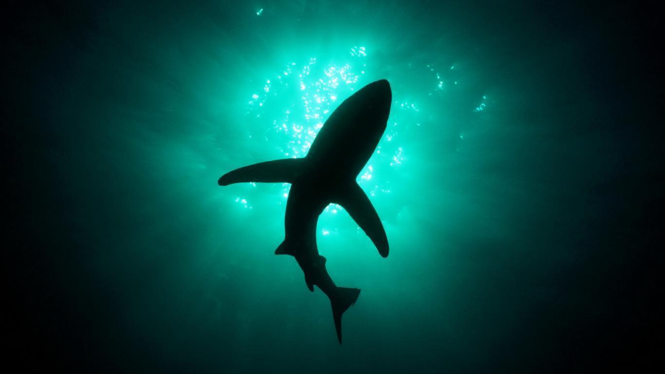 shark submarine HD free Download Wallpaper Desktop