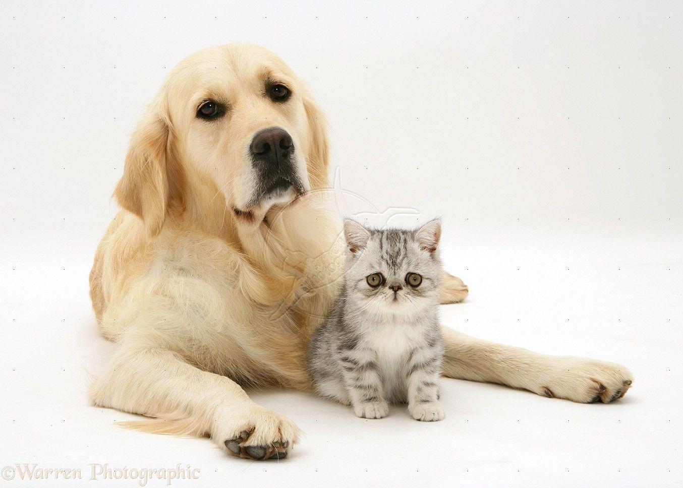Pets: Silver tabby Exotic kitten and Golden Retriever photo