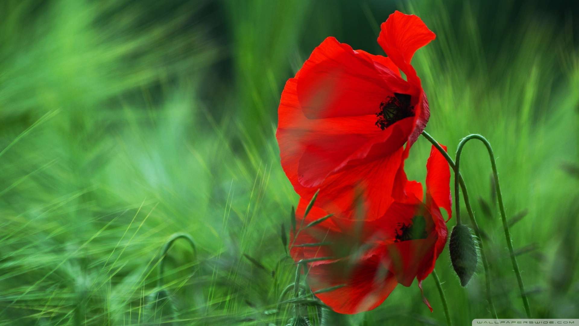 Single Red Poppy HD Wallpaper Wallpaper Inn