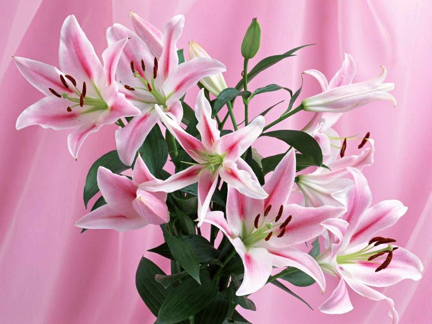 Pix For > Stargazer Lily Flower Wallpaper