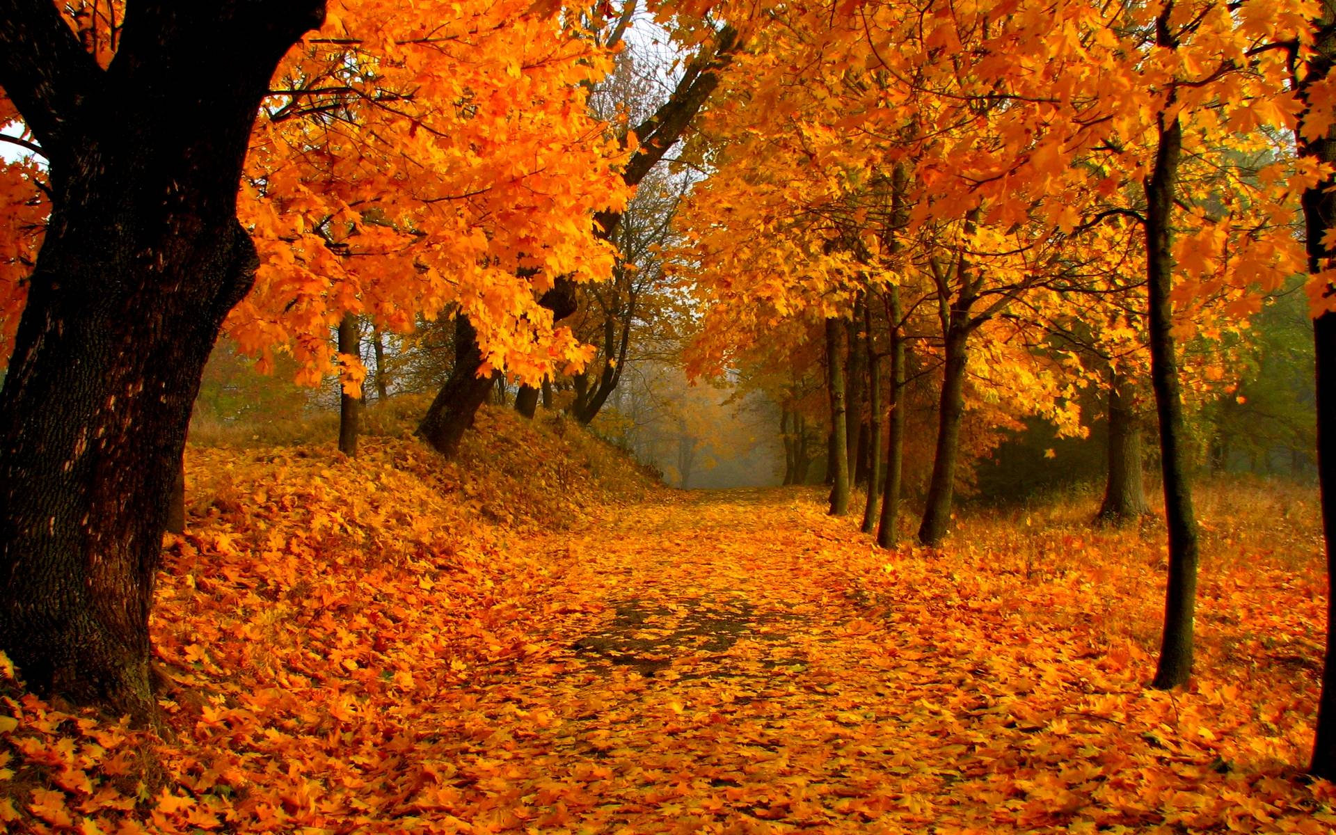 HD Autumn Foliage Wallpaper