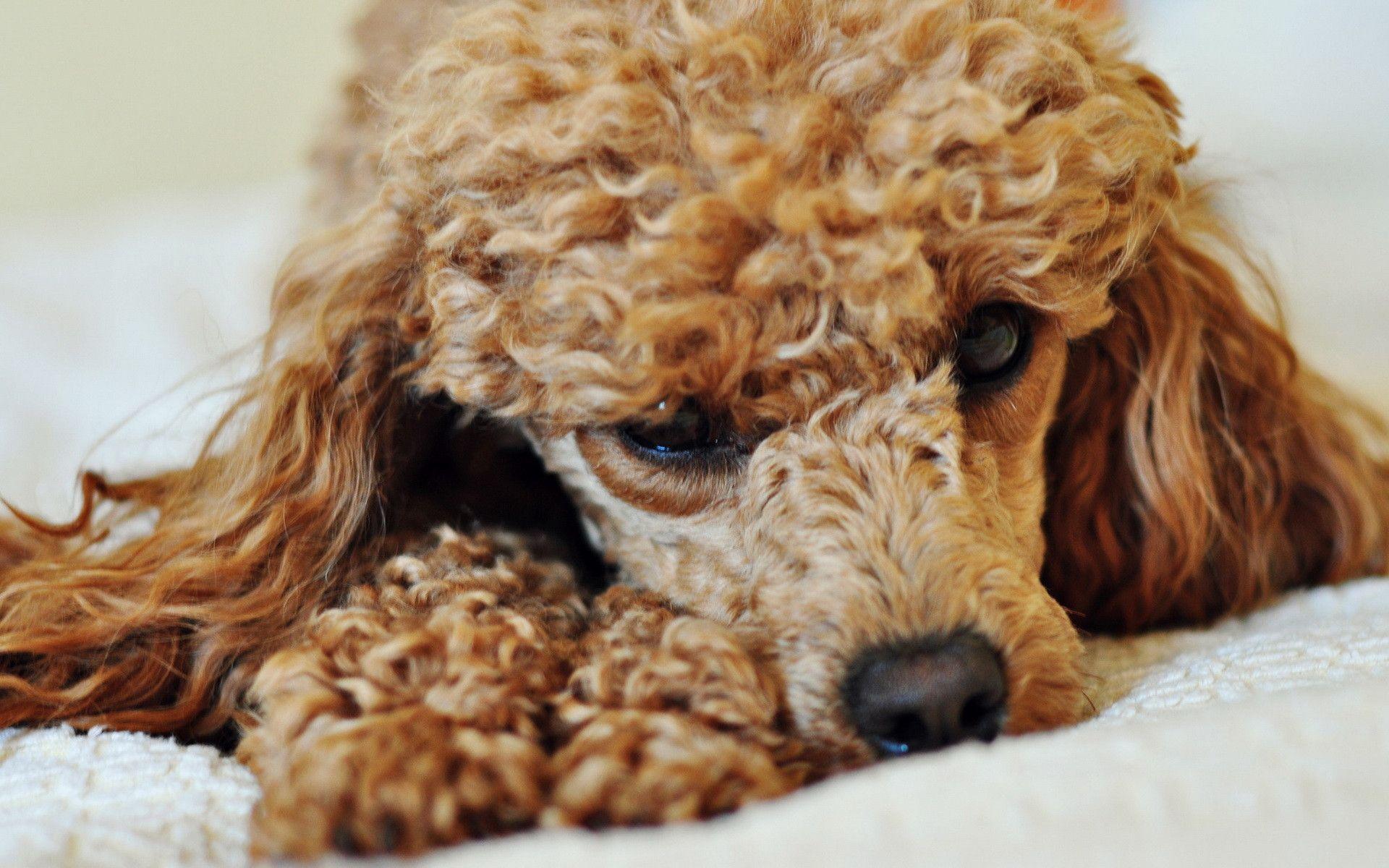 Poodle wallpaper and image, picture, photo