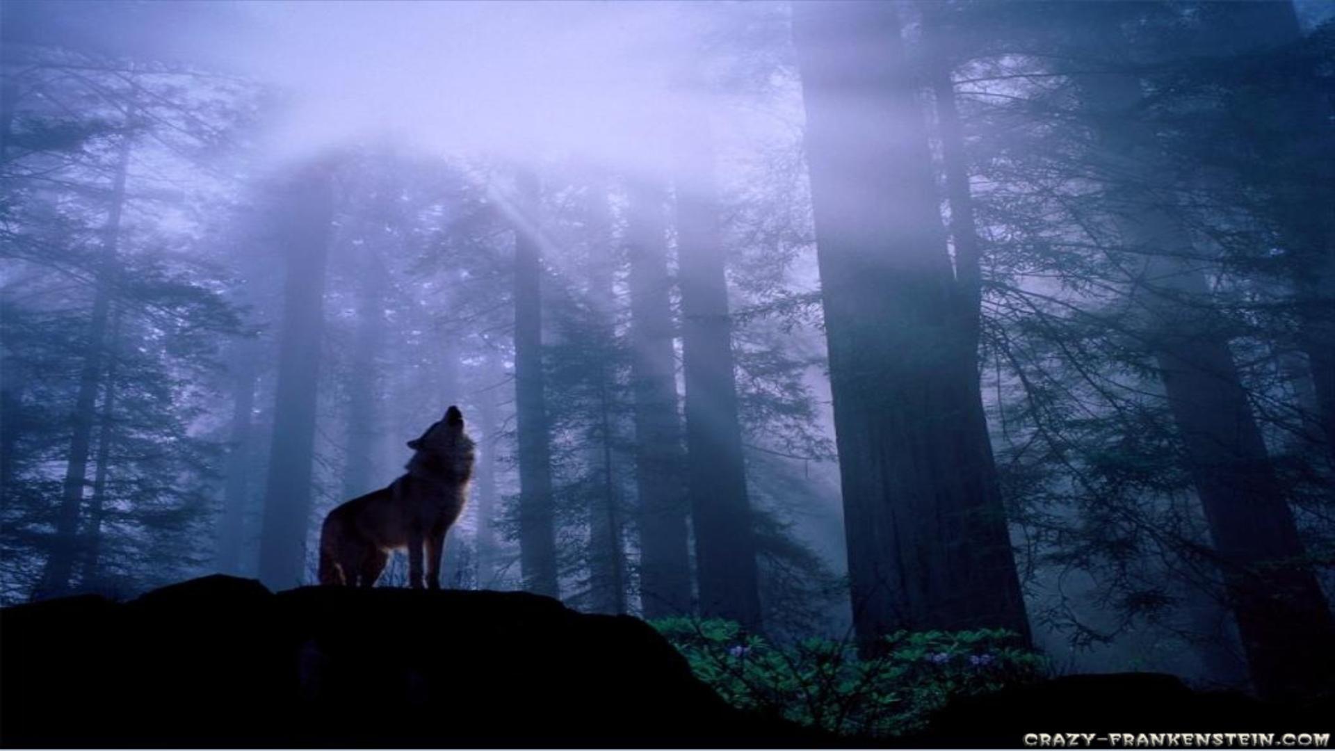 Forest wolf wallpaper calling in dusk free desktop background
