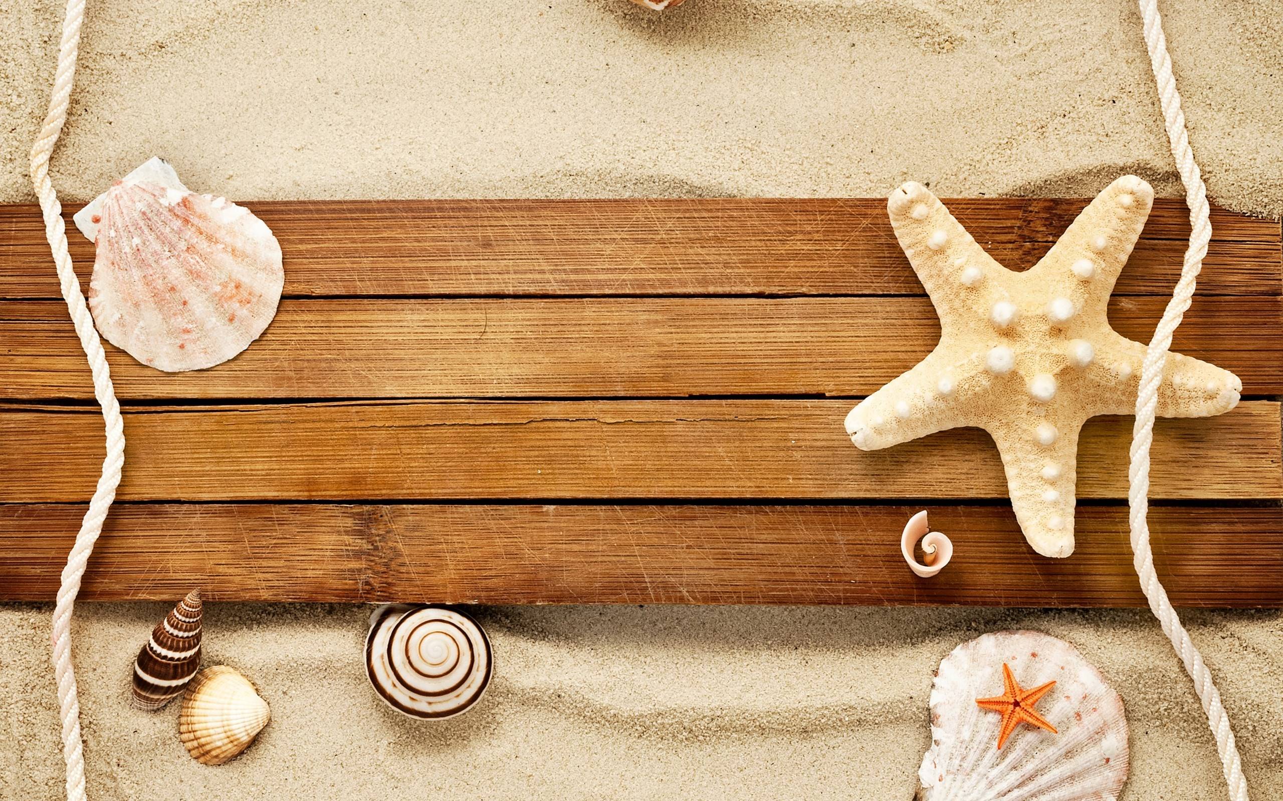 Sand Shells Snail Starfish Beach HD Wallpaper