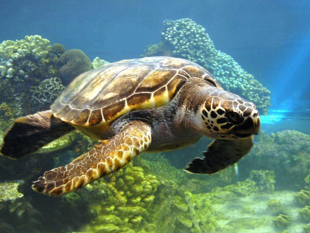 image For > Sea Turtle Desktop Wallpaper