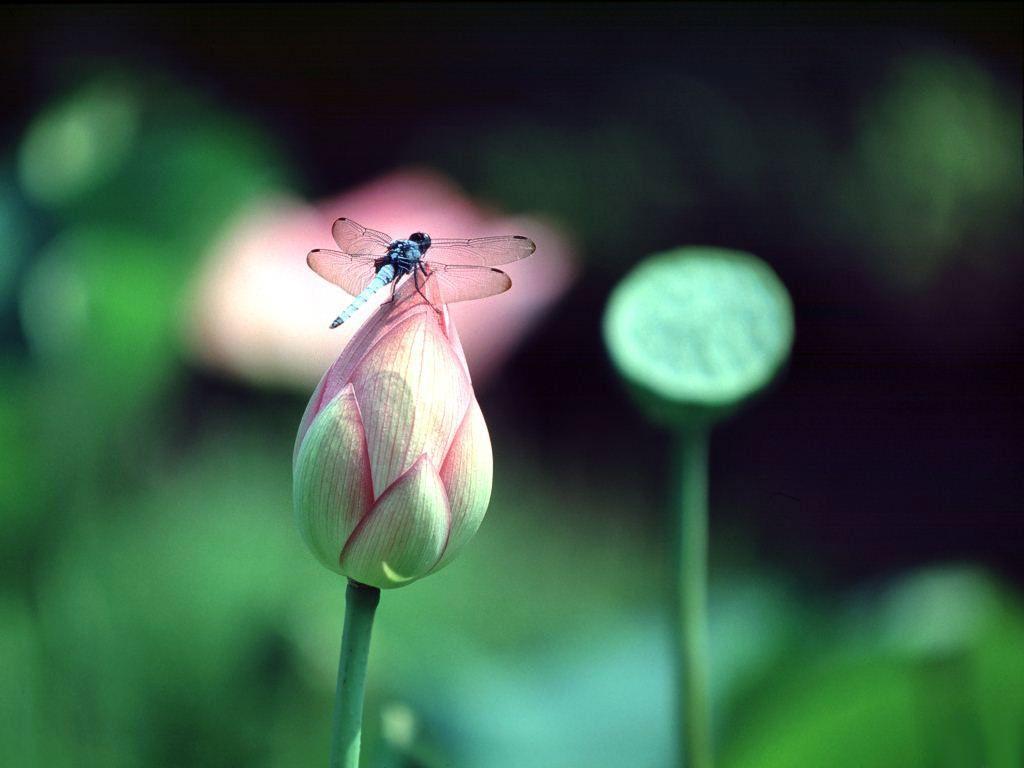 Dragonfly on lilies wallpaper