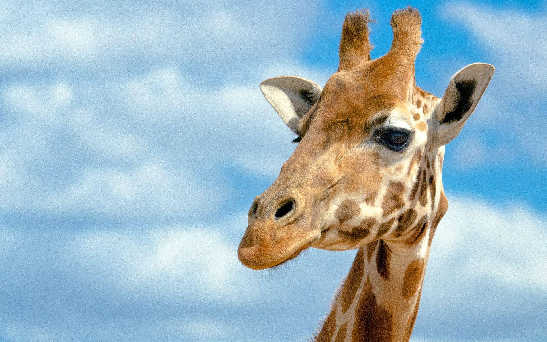 Giraffe HD Wallpaper. Giraffe Animal Picture