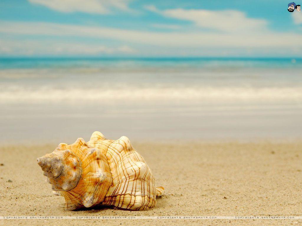 Seashells Wallpaper Background Wallpaper HD