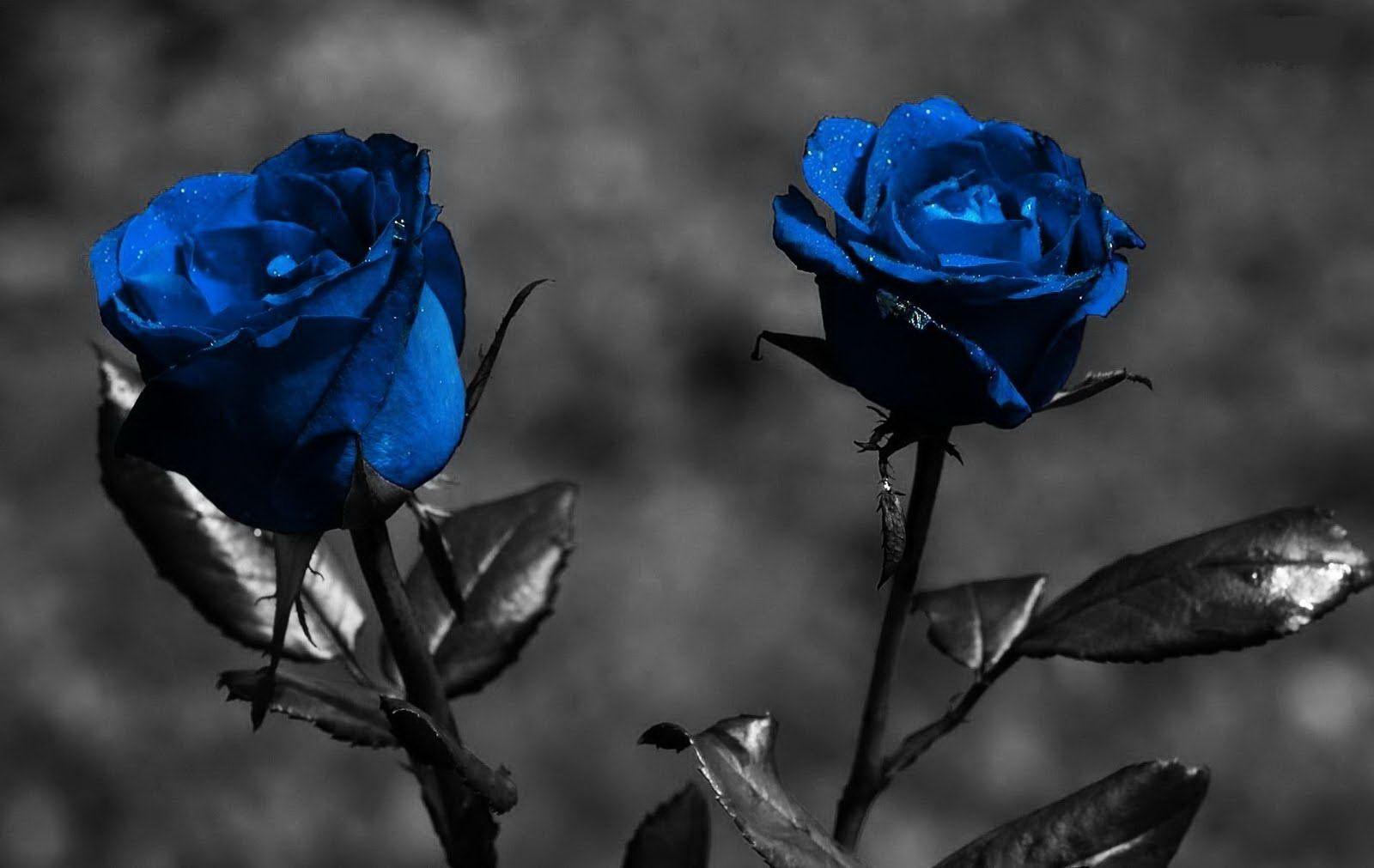 Black Rose Wallpaper 0072