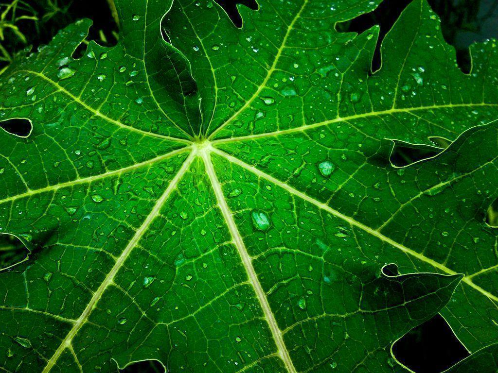 after the rain wallpaper