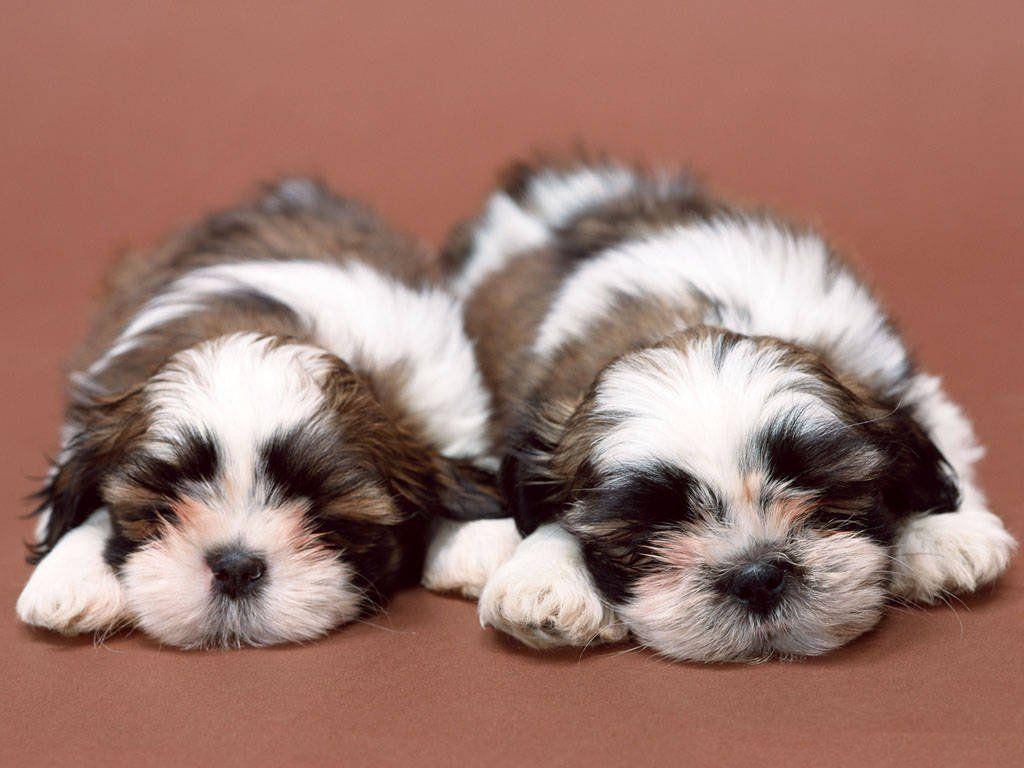 Shih Tzu Cute Puppy Dog Animals HD wallpaper #