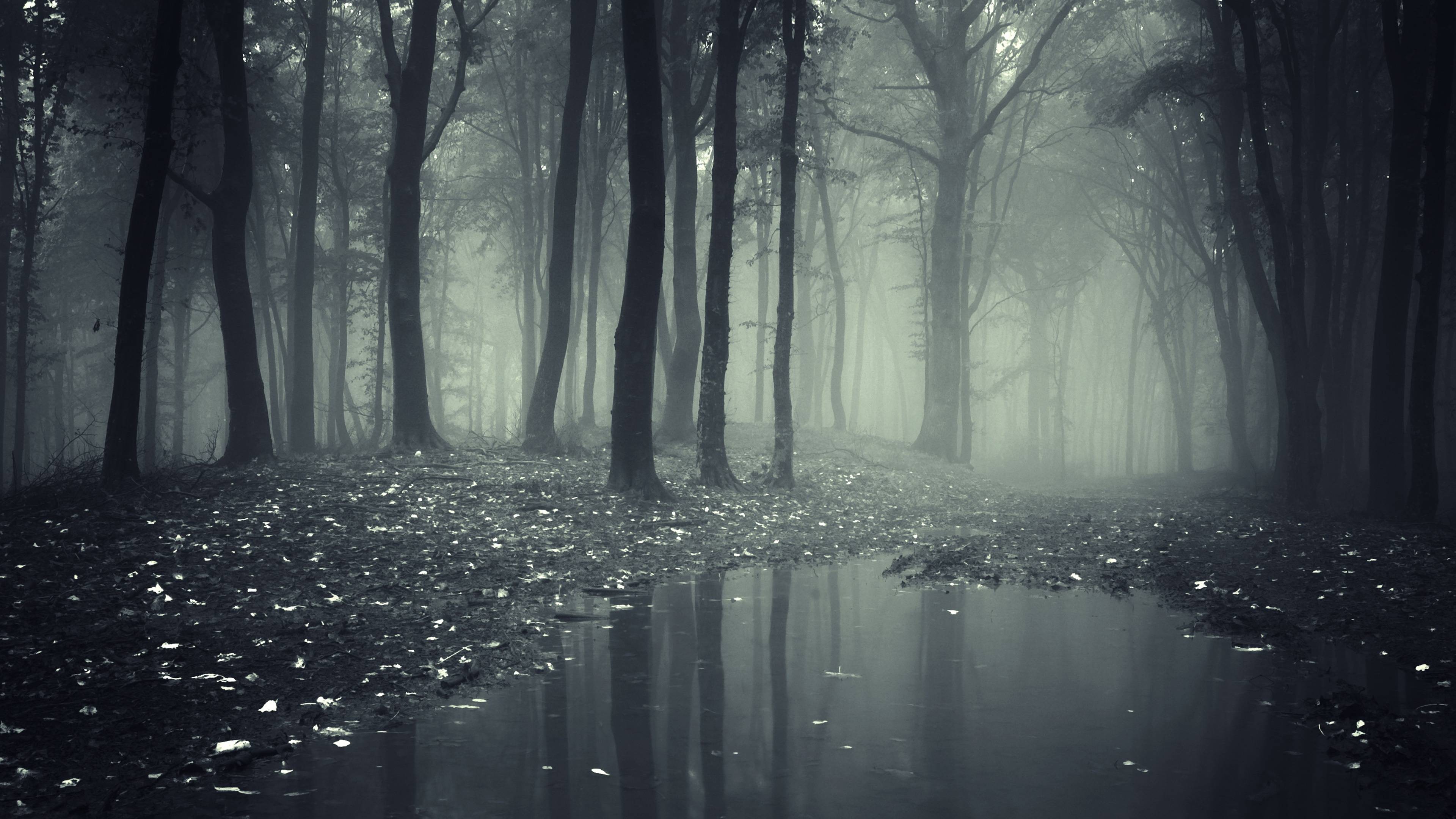 dark forest wallpaper widescreen