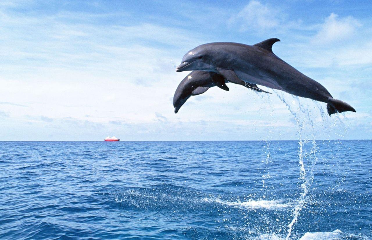 Desktop Wallpaper Free Dolphin 1280 X 720 82 Kb Jpeg