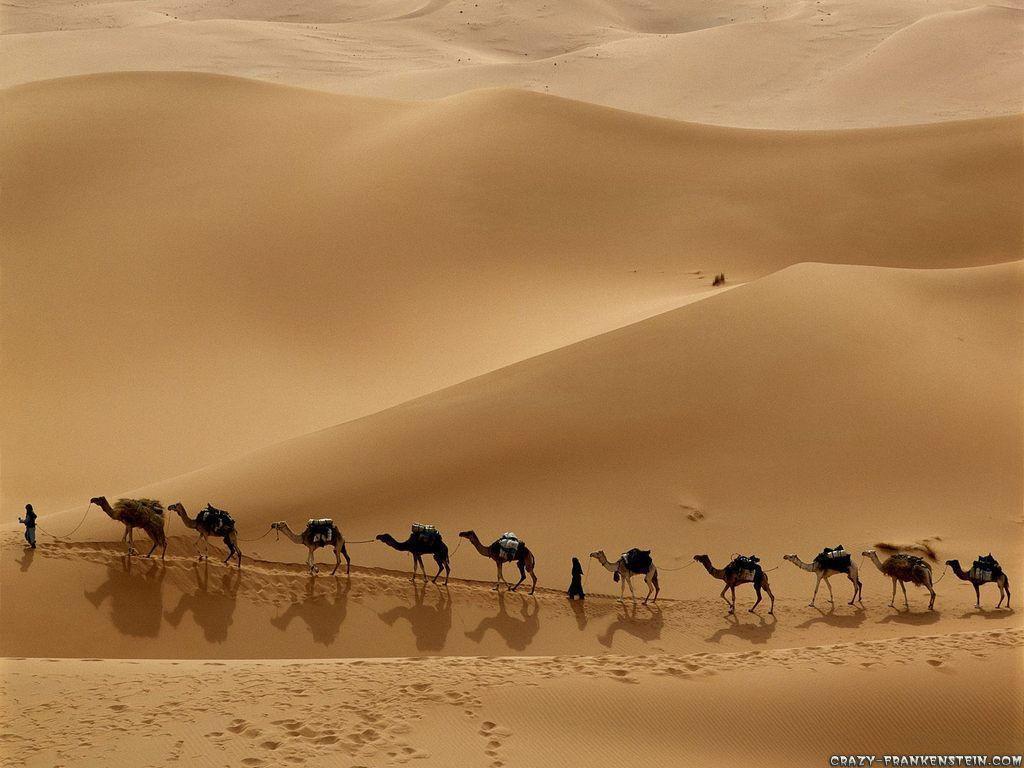 camel caravan libya wallpaper