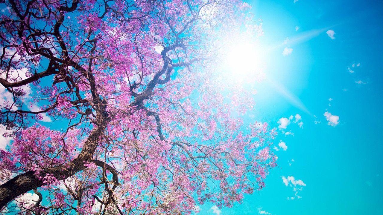 Trends For > Spring Nature Wallpaper