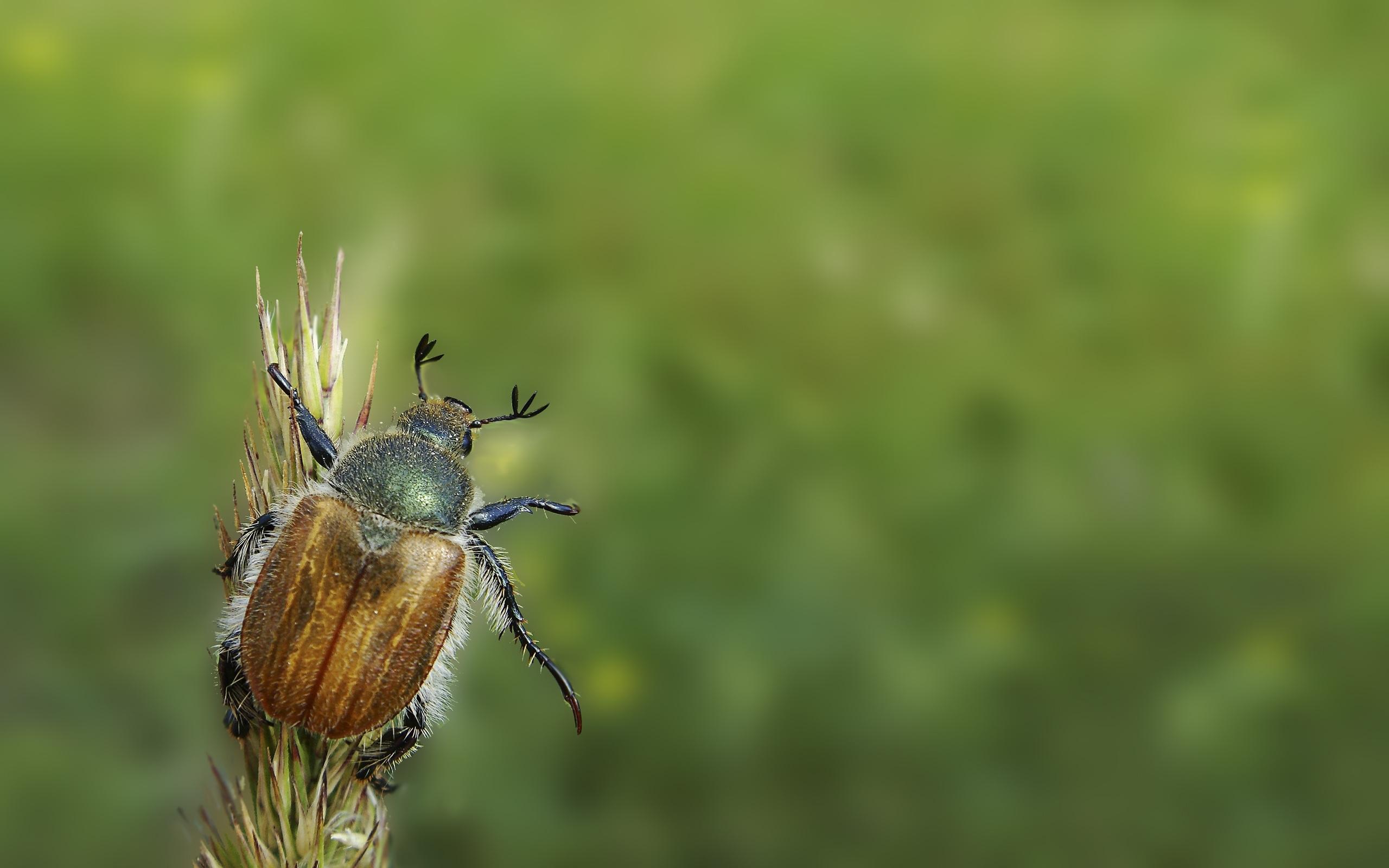 Beetle Background wallpaper