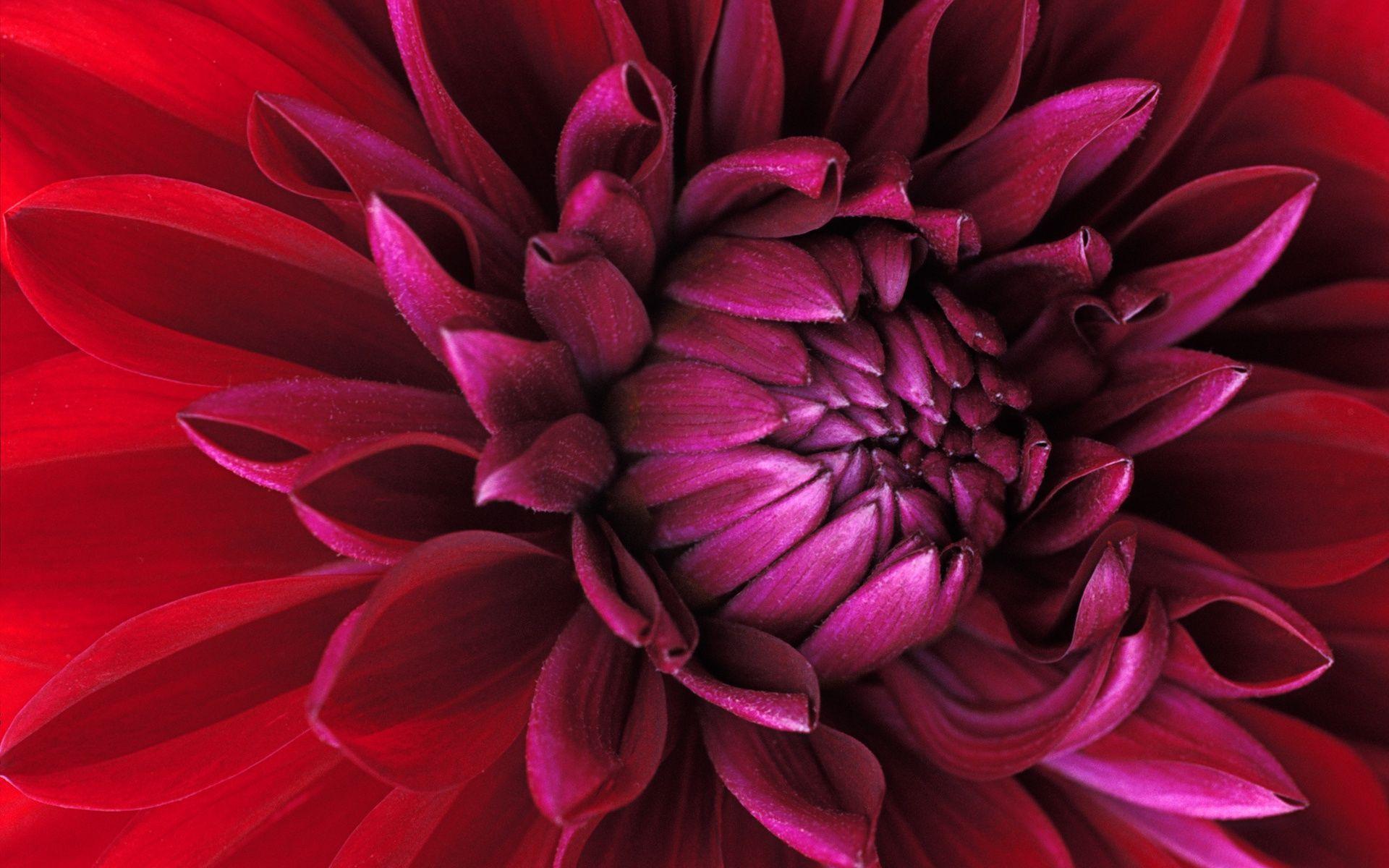 Closeup Red Flower Wallpaper and