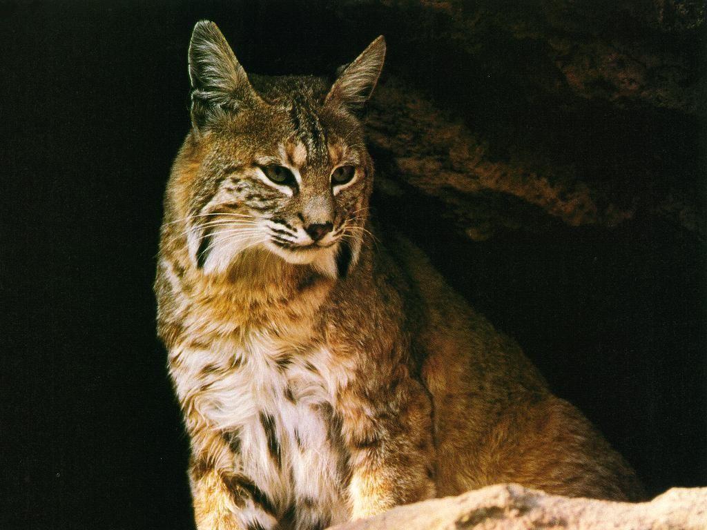Canadian Lynx Wallpaper